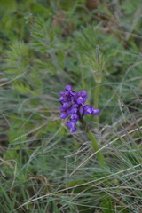 Anacamptis morio
