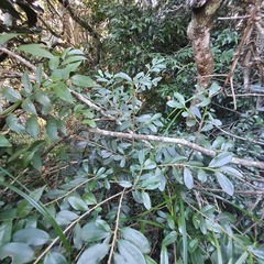 Erythroxylum emarginatum