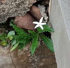 Hippobroma longiflora