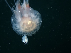Hyperiidae