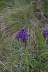 Anacamptis morio