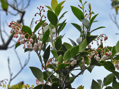 Vaccinium wrightii