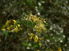 Hippocrepis emerus emeroides
