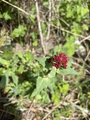 Centranthus ruber