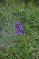 Anacamptis morio