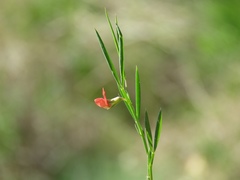 Lathyrus setifolius