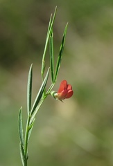 Lathyrus setifolius