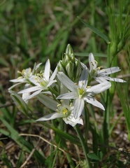 Ornithogalum comosum