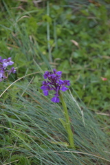 Anacamptis morio