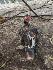 Cairina moschata domestica