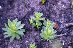 Osmitopsis parvifolia