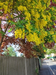 Laburnum anagyroides