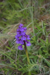 Anacamptis morio
