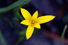 Pauridia curculigoides