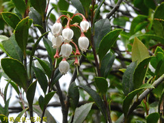 Vaccinium wrightii