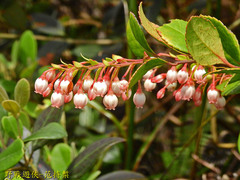 Vaccinium wrightii