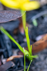 Pauridia curculigoides