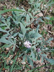 Psephellus marschallianus