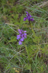 Anacamptis morio