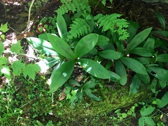 Clintonia