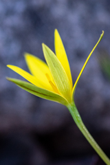 Pauridia curculigoides