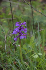 Anacamptis morio