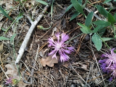 Psephellus marschallianus