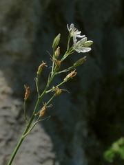 Ornithogalum comosum