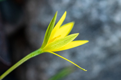 Pauridia curculigoides