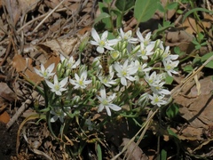 Ornithogalum comosum