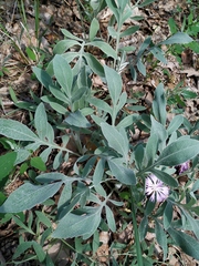 Psephellus marschallianus