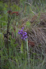 Anacamptis morio