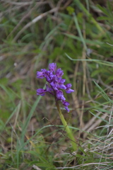 Anacamptis morio