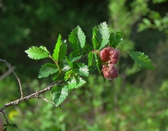 Tetraneura caerulescens