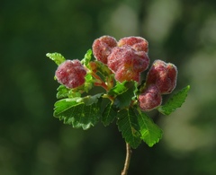 Tetraneura caerulescens