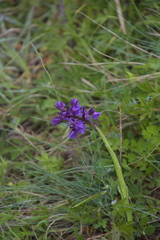 Anacamptis morio