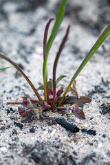 Euphorbia tuberosa