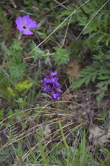 Anacamptis morio