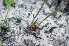 Euphorbia tuberosa