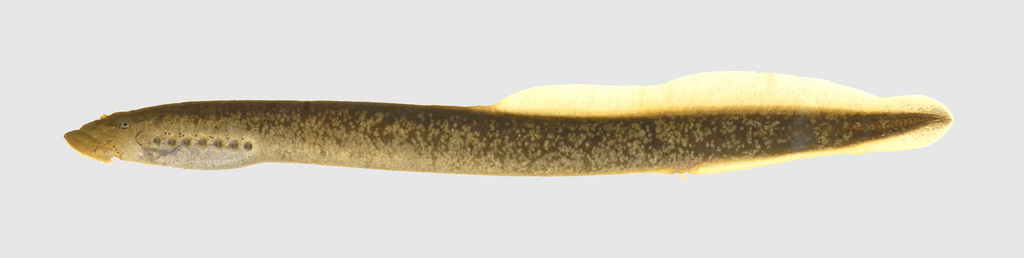 Petromyzontinae