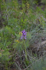 Anacamptis morio
