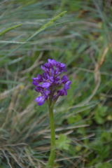 Anacamptis morio