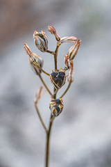 Eriospermum dielsianum
