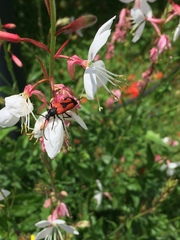 Stictoleptura cordigera