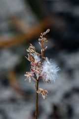 Eriospermum dielsianum