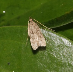 Athymoris martialis