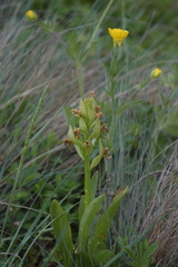 Dactylorhiza sambucina