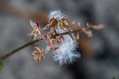 Eriospermum dielsianum