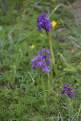 Anacamptis morio