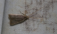 Homaloxestis multidentalis